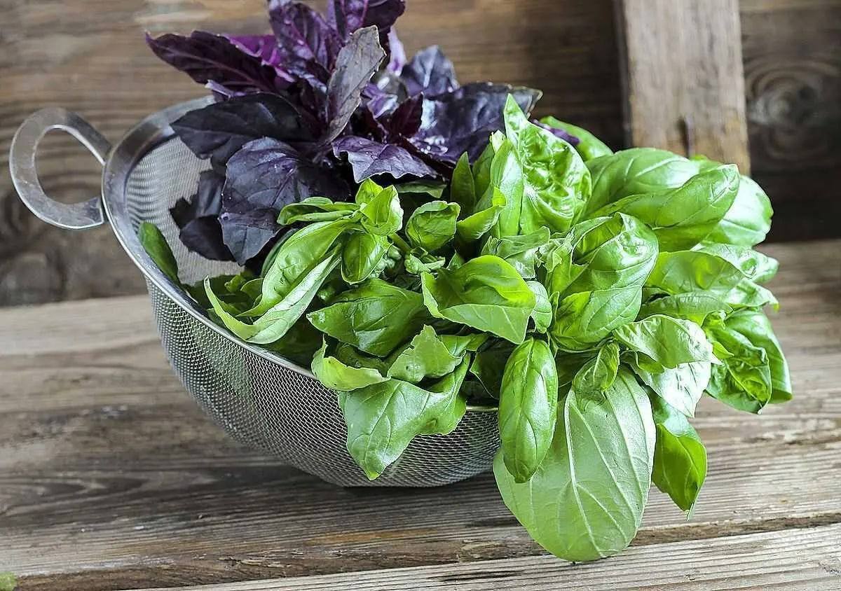 Lecznicze właściwości bazylii